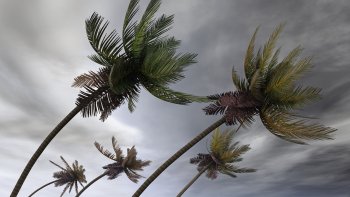 trees in a hurricane Coconut tree bends.
